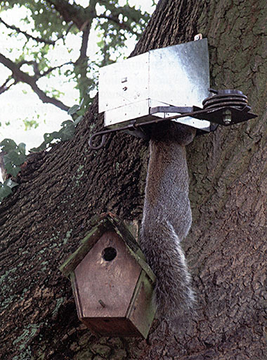 grey-squirrel-control-in-rural-areas.jpg