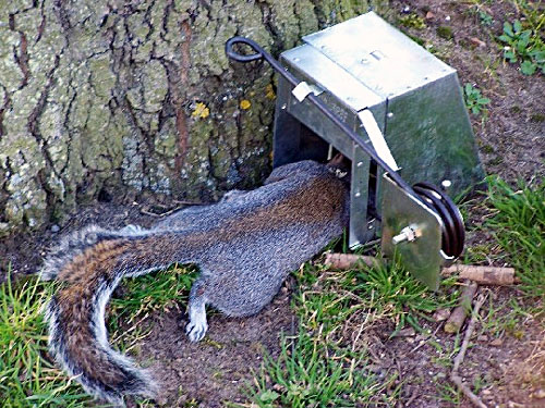Squirrel Trapping Squirrel Traps, Rat Trap, Skunk Traps, Opossum Trap,
Marten Traps, Mink Trap