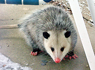 Opossum trapping: how to trap an opossum