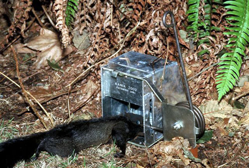 Squirrel Trapping - Squirrel Traps, Rat Trap, Skunk Traps, Opossum Trap,  Marten Traps, Mink Trap, & Other Small Pest Traps - Kania Industries Inc.